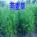 进口牧草鱼陆龟荷兰猪兔子饲料燕麦种子草籽种植绿肥包