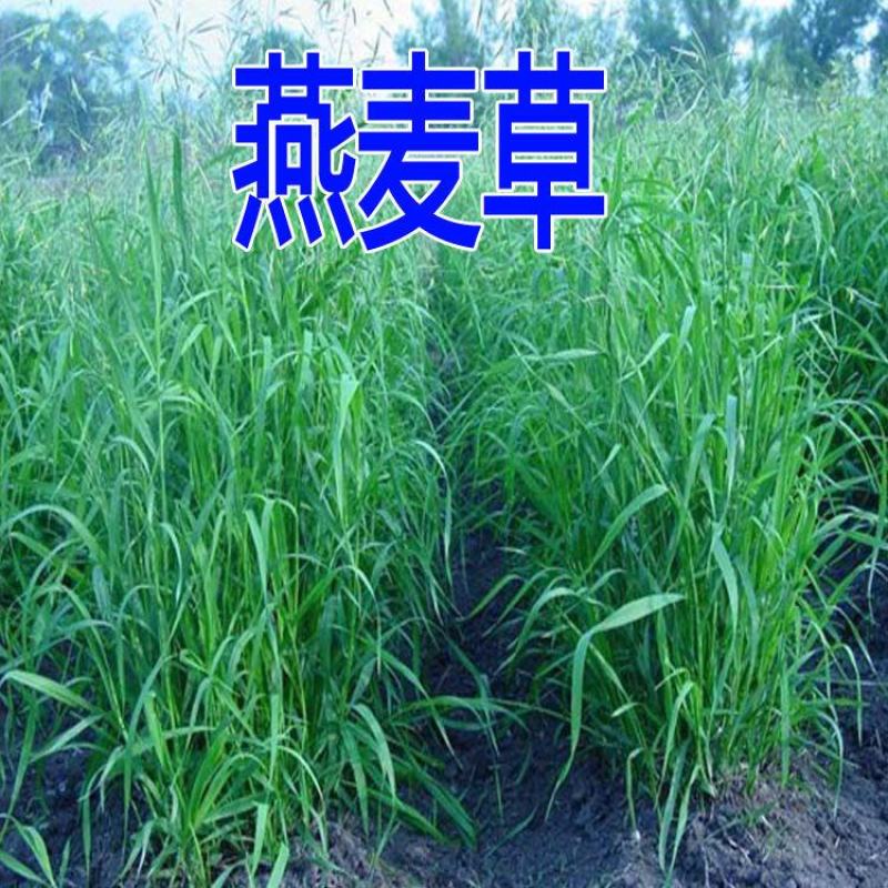 进口牧草鱼陆龟荷兰猪兔子饲料燕麦种子草籽种植绿肥包