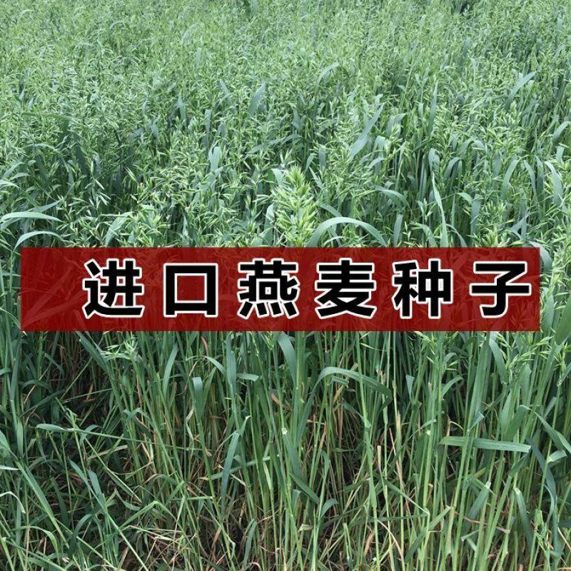 进口牧草鱼陆龟荷兰猪兔子饲料燕麦种子草籽种植绿肥包