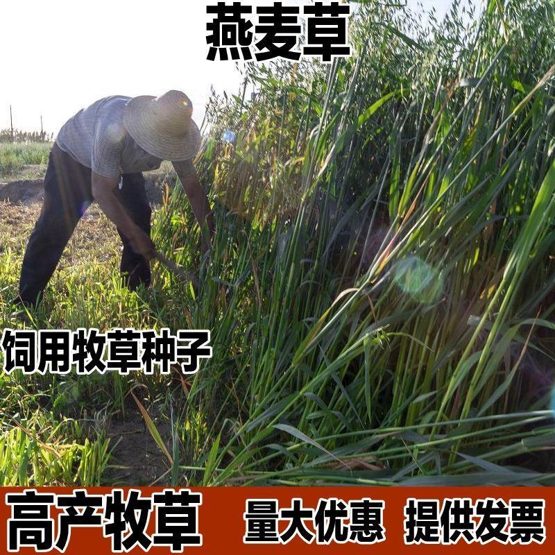 进口牧草鱼陆龟荷兰猪兔子饲料燕麦种子草籽种植绿肥包