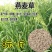 进口牧草鱼陆龟荷兰猪兔子饲料燕麦种子草籽种植绿肥包