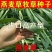 进口牧草鱼陆龟荷兰猪兔子饲料燕麦种子草籽种植绿肥包