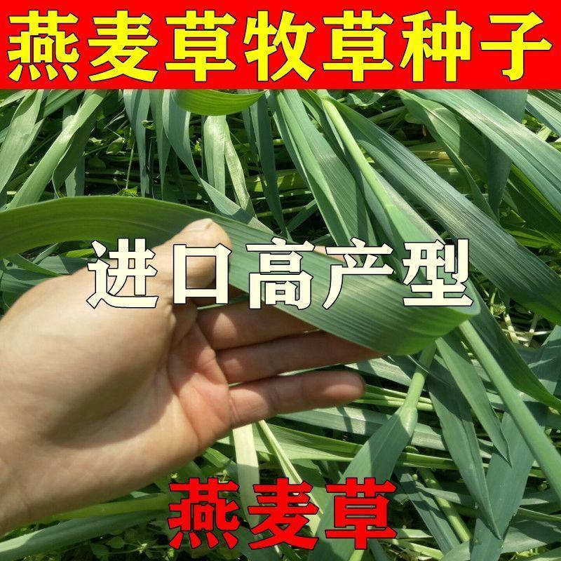 进口牧草鱼陆龟荷兰猪兔子饲料燕麦种子草籽种植绿肥包