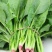 山东潍坊精品菠菜，大量现货，质优价廉，包装齐全，全国发货