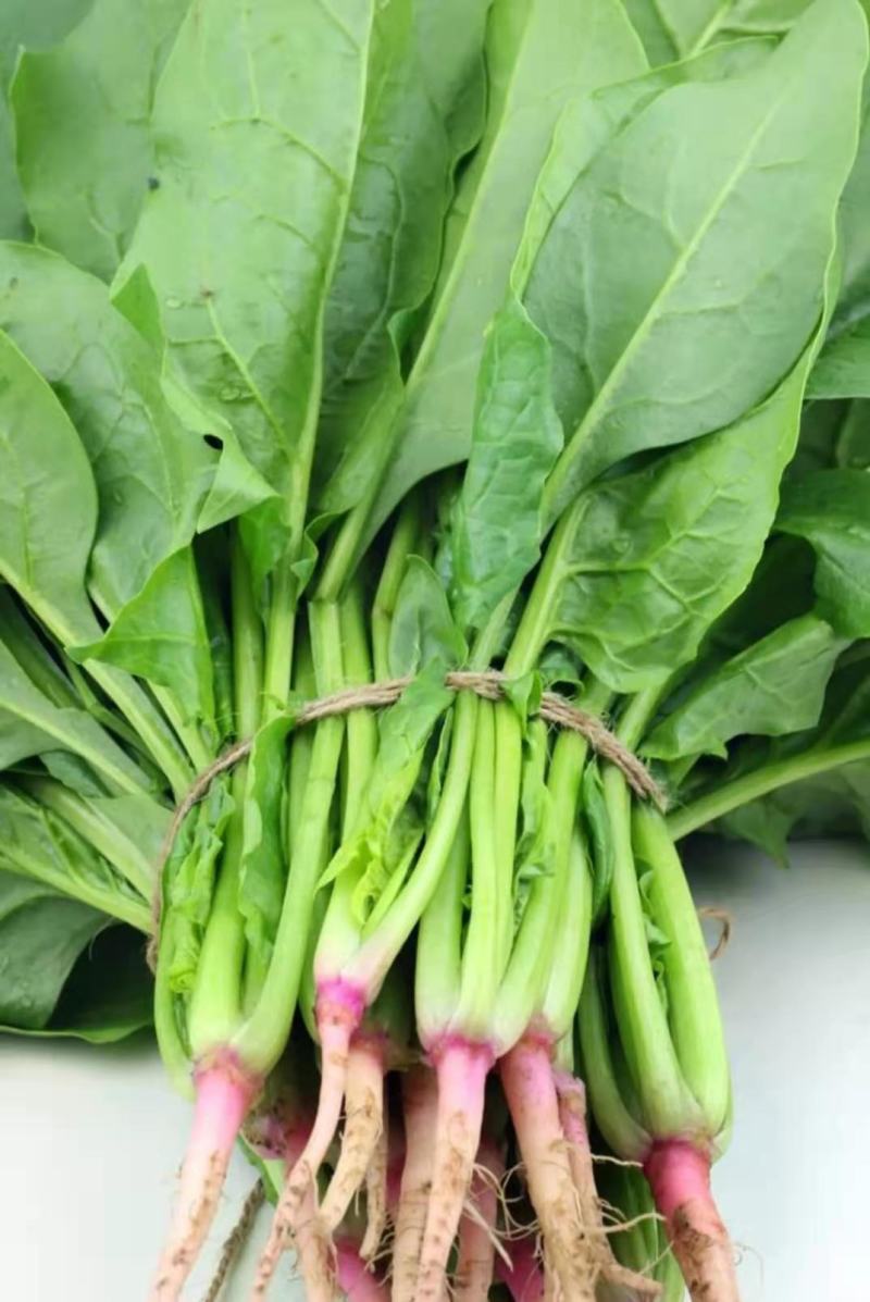 山东潍坊精品菠菜，大量现货，质优价廉，包装齐全，全国发货
