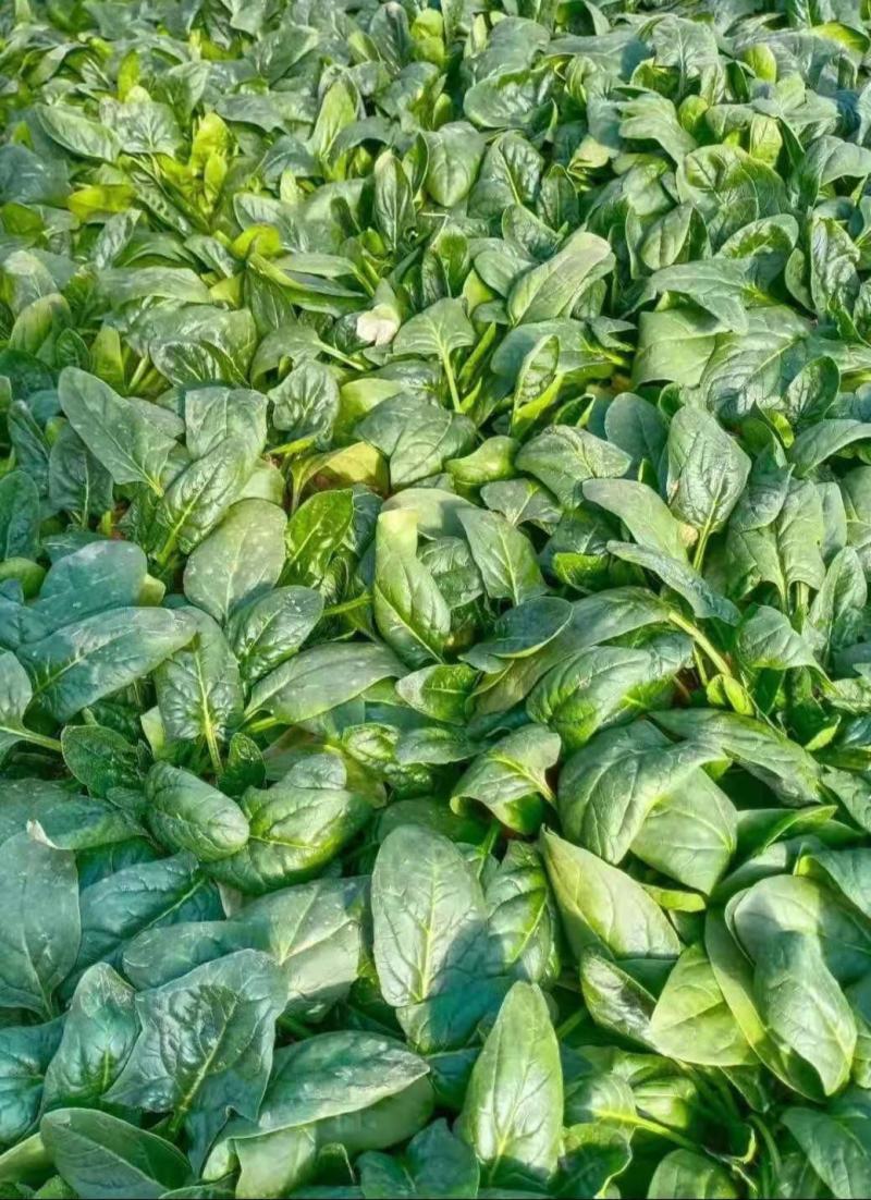 山东潍坊精品菠菜，大量现货，质优价廉，包装齐全，全国发货