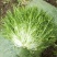 【苦菊】辽宁新民产地直供/现货量大/可全国发货/欢迎来电