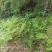 牛大地牛田地24滴草胺膦非耕地除草剂随机发