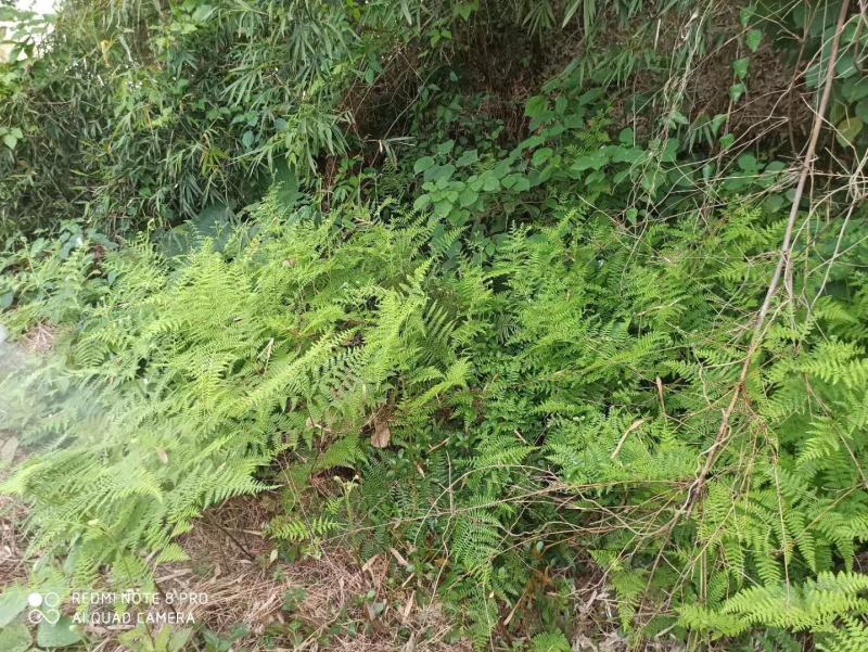 牛大地牛田地24滴草胺膦非耕地除草剂随机发