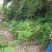牛大地牛田地24滴草胺膦非耕地除草剂随机发