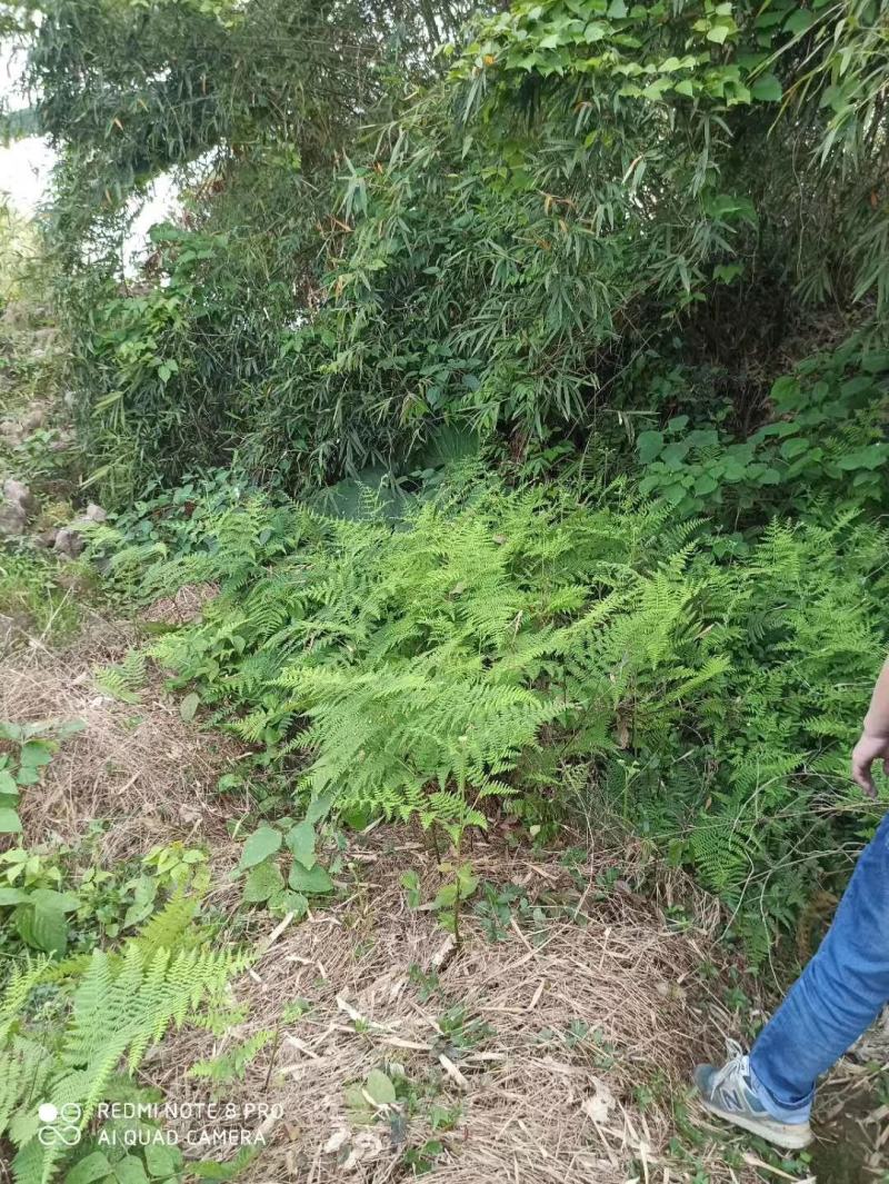 牛大地牛田地24滴草胺膦非耕地除草剂随机发