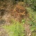 牛大地牛田地24滴草胺膦非耕地除草剂随机发