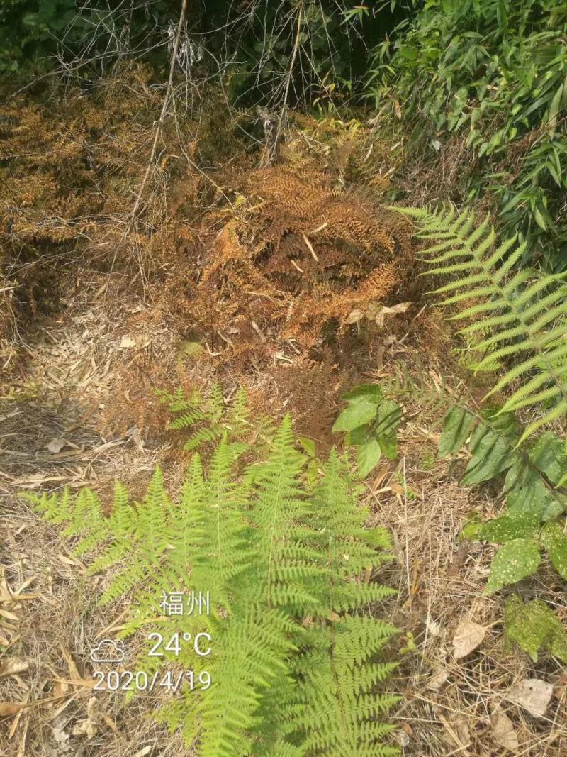 牛大地牛田地24滴草胺膦非耕地除草剂随机发