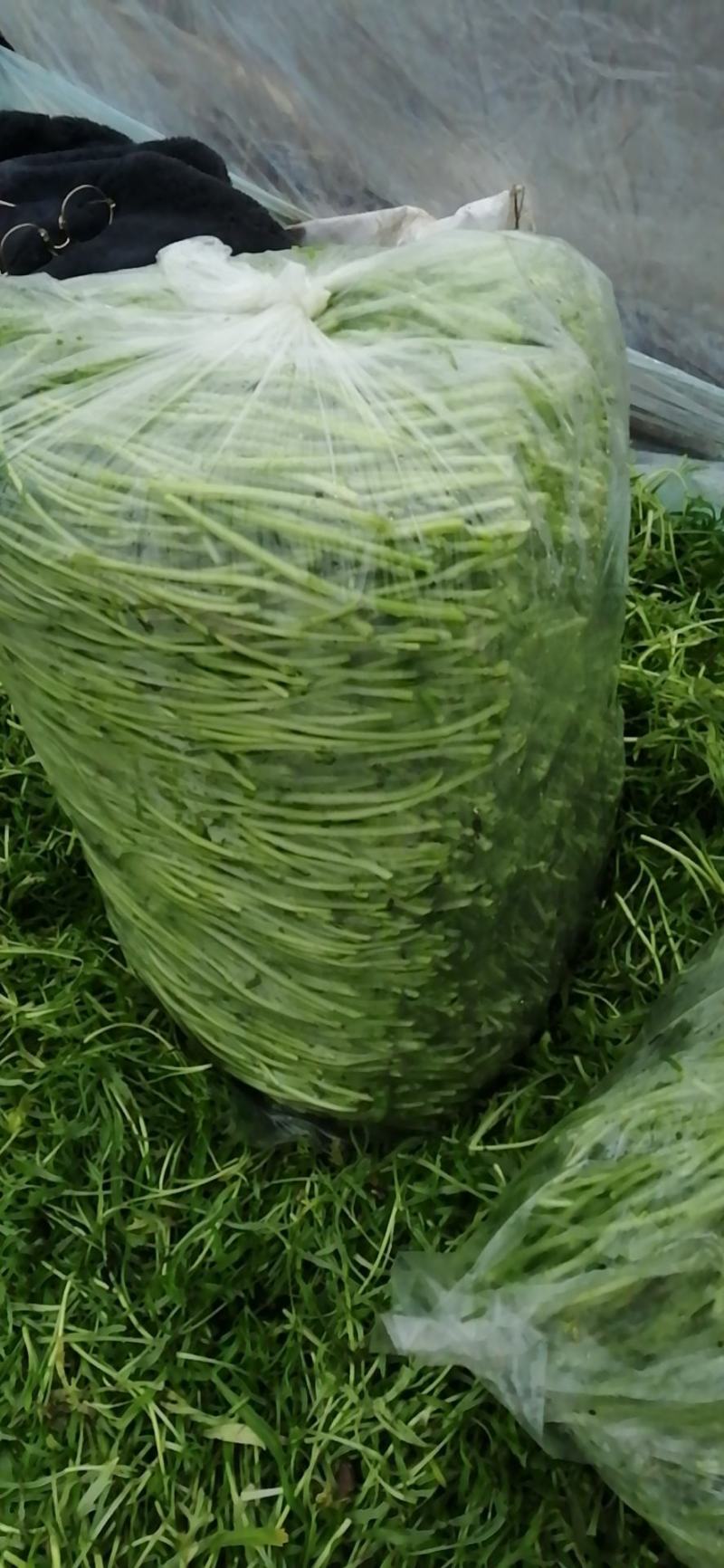 芦蒿大量上市，青蒿净蒿精品芦蒿