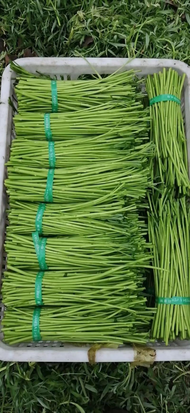芦蒿大量上市，青蒿净蒿精品芦蒿