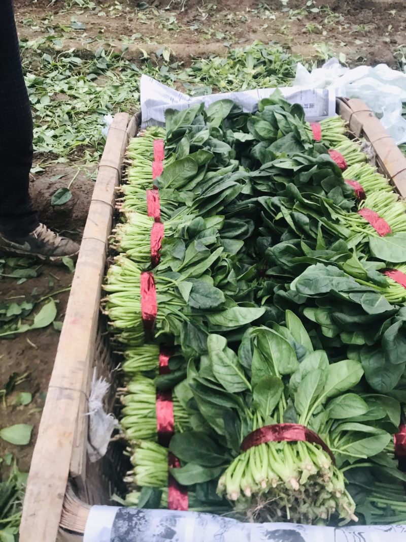 潍坊精品菠菜，大叶菠菜，圆叶菠菜，产地大量供应