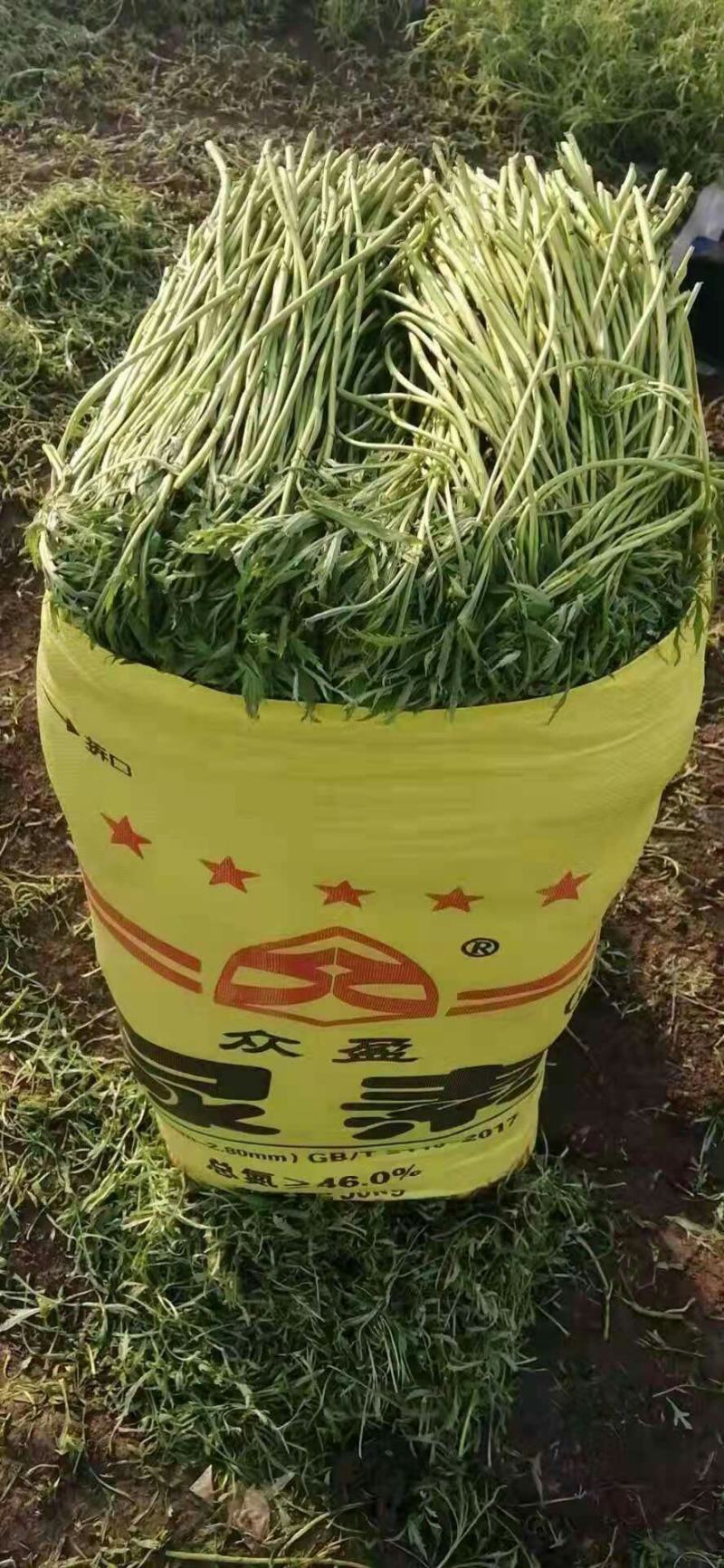 万亩芦蒿精品上市，品质有保障，根据客户要求，泡沫箱加冰可