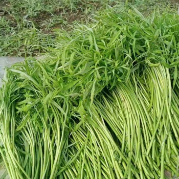 万亩芦蒿精品上市，品质有保障，根据客户要求，泡沫箱加冰可