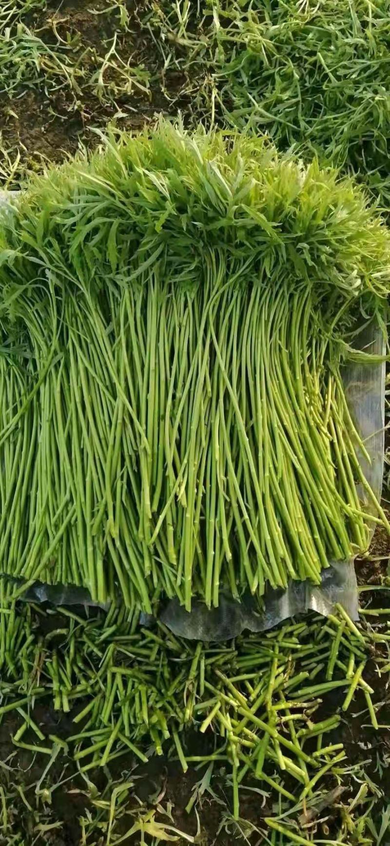 万亩芦蒿精品上市，品质有保障，根据客户要求，泡沫箱加冰可