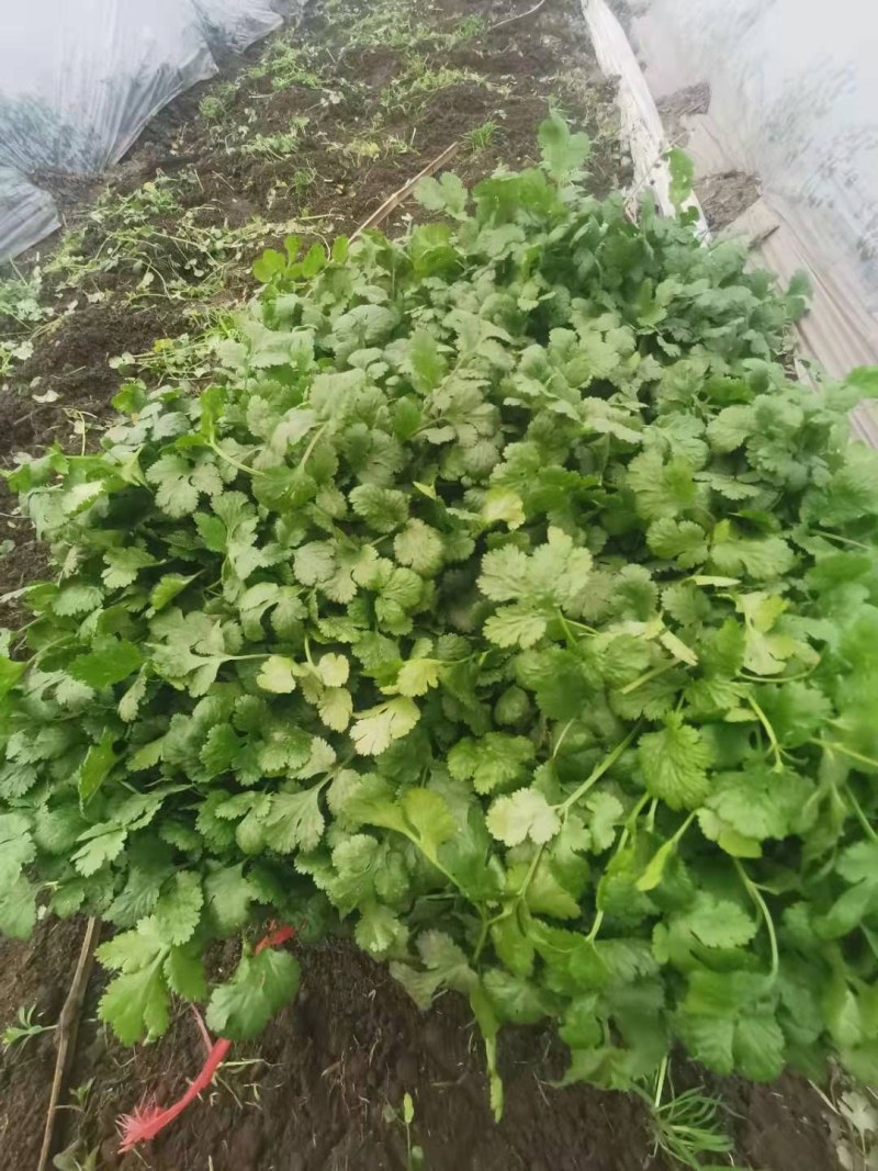 现有20亩地香菜，欢迎来订货
