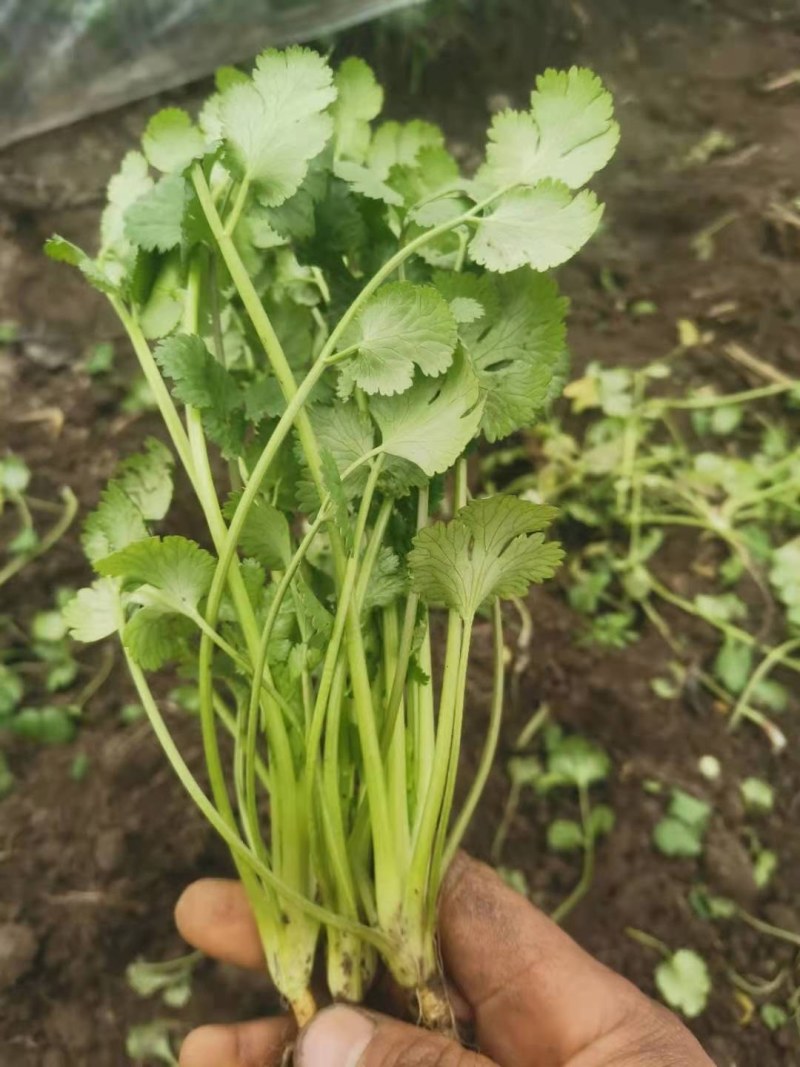 现有20亩地香菜，欢迎来订货