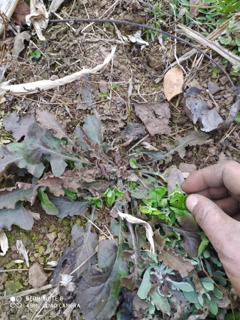 野生黄鹌菜生态野味下单现采现发野生货