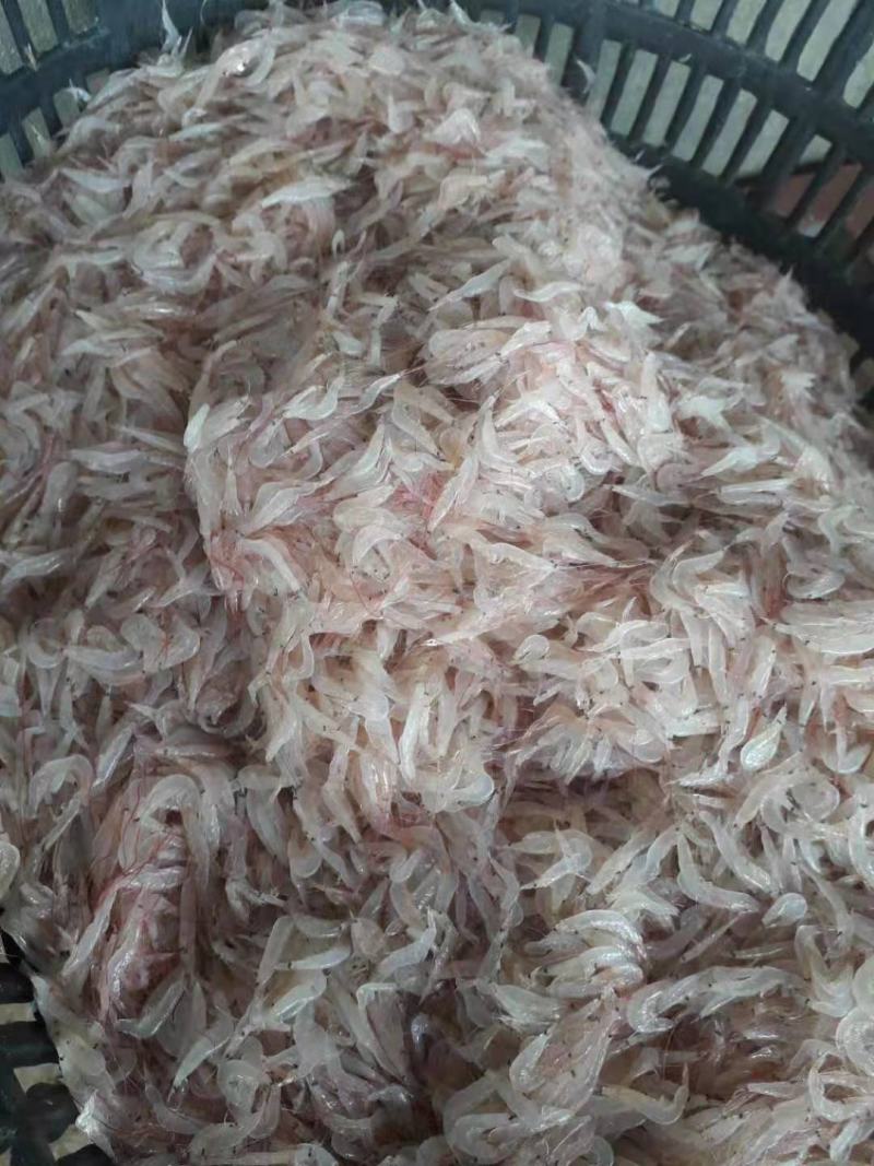 【优选直供】天然大虾皮，自然晒干