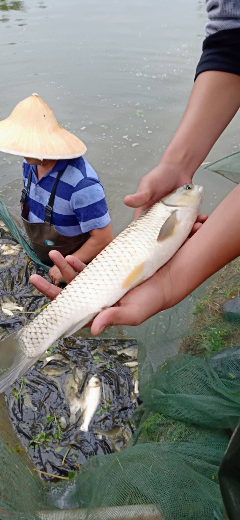 草鱼苗，各种鱼苗，精品质量，成活率高，供应全国，产地直发