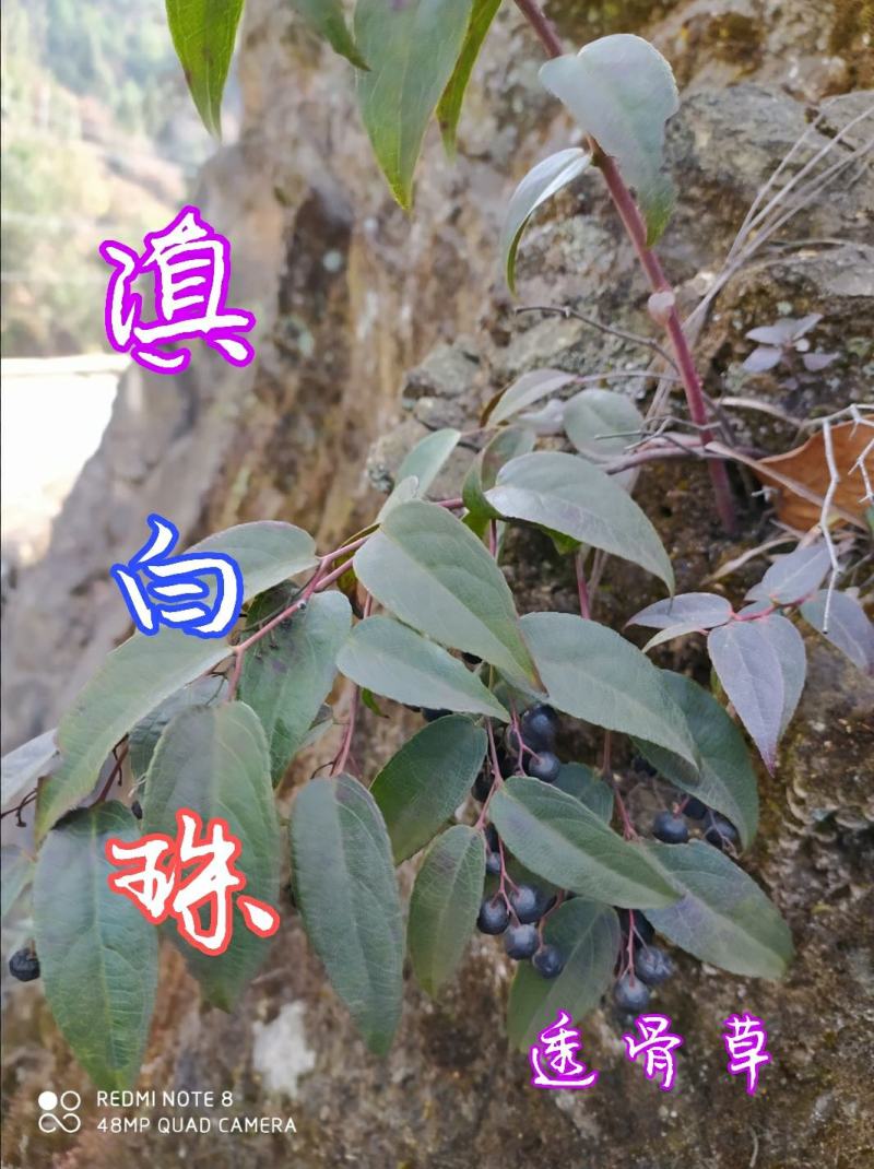 贵州毕节古夜郎大地野生中药材滇白珠透骨草现采现发
