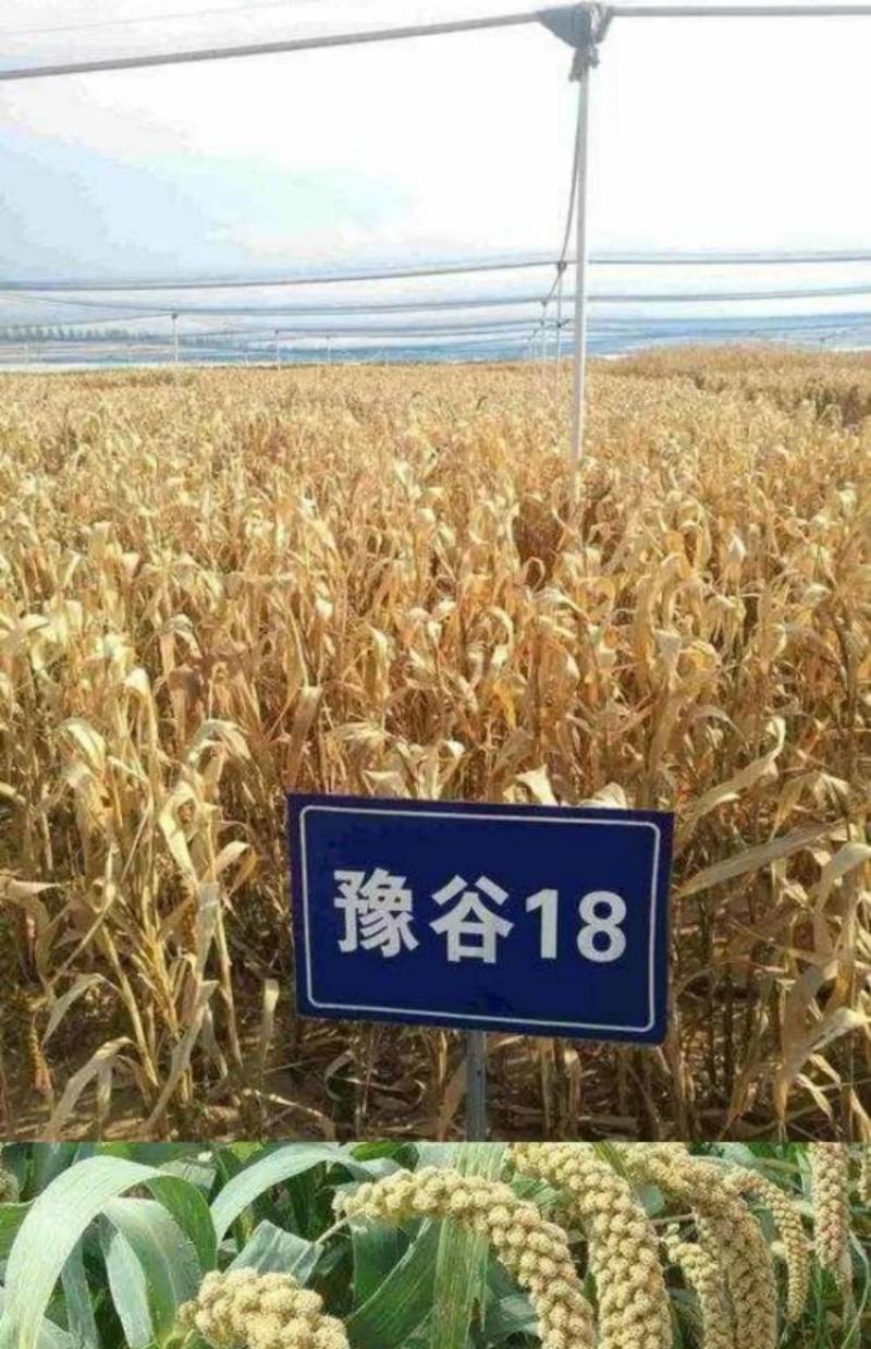正品豫谷18谷子种子甜糯香粘黄米高产谷子小米种子