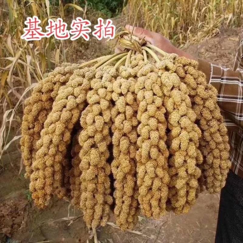 正品豫谷18谷子种子甜糯香粘黄米高产谷子小米种子