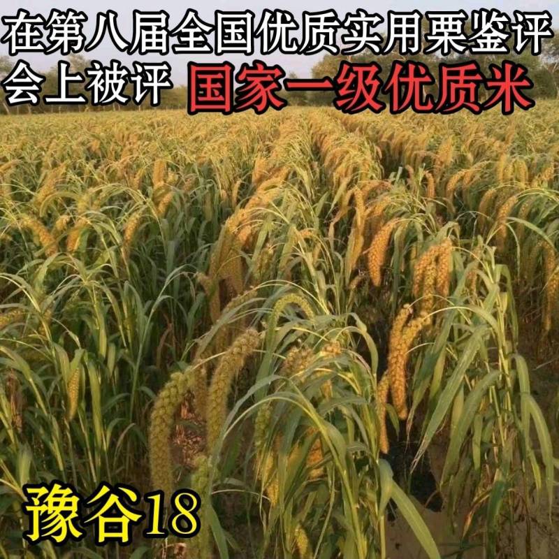 正品豫谷18谷子种子甜糯香粘黄米高产谷子小米种子
