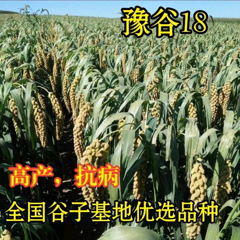 正品豫谷18谷子种子甜糯香粘黄米高产谷子小米种子