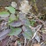 贵州毕节古夜郎大地野生中药材滇白珠透骨草现采现发
