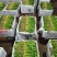 精品大叶香菜常年有货产地直发可发往全国市场电商平台