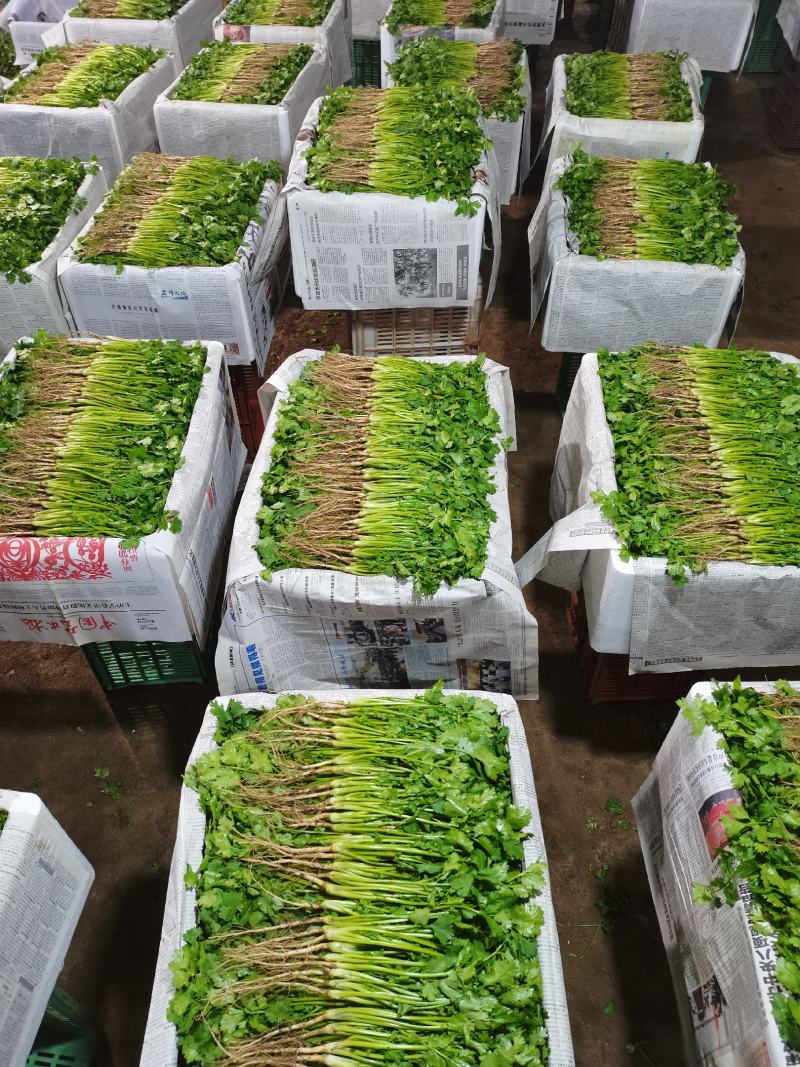 精品大叶香菜常年有货产地直发可发往全国市场电商平台