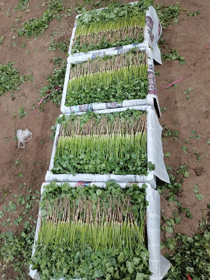 精品大叶香菜常年有货产地直发可发往全国市场电商平台