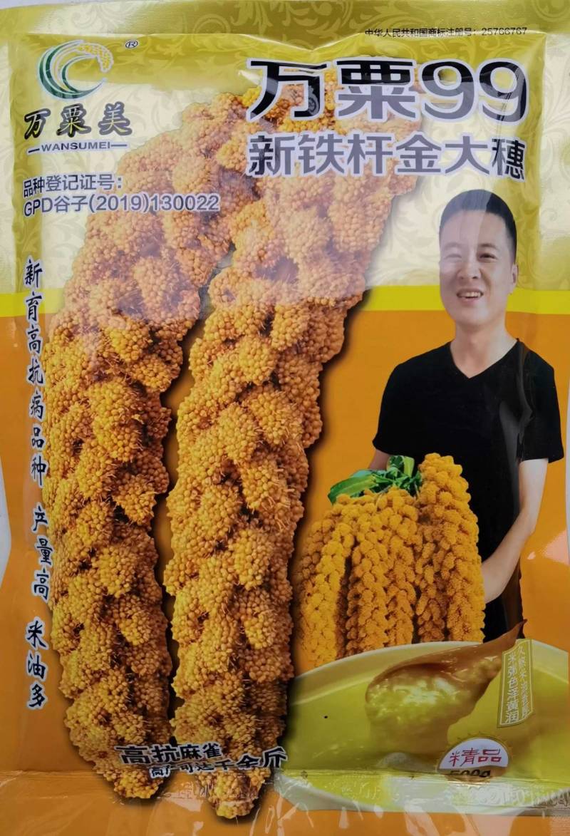 万栗99谷子种子黄谷子铁杆金大穗高产抗麻雀糯谷子种子