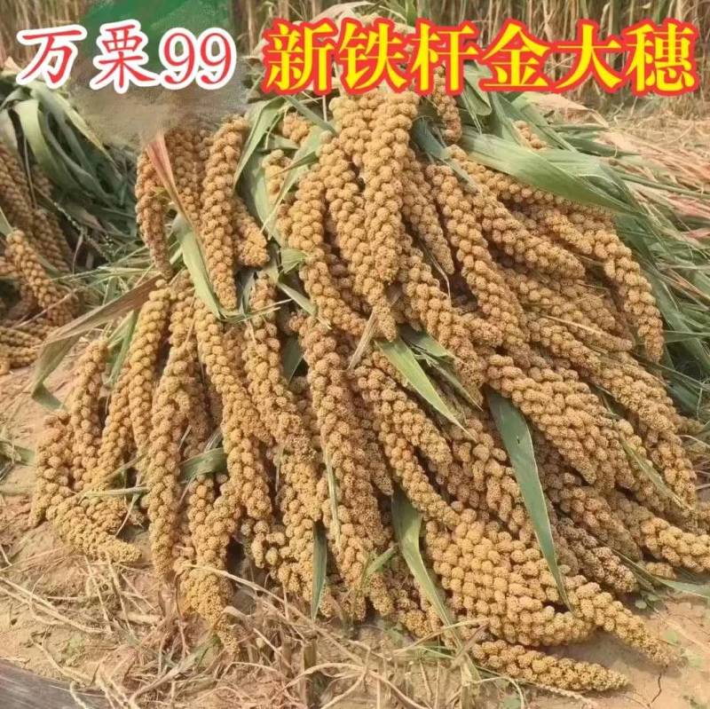 万栗99谷子种子黄谷子铁杆金大穗高产抗麻雀糯谷子种子