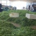 万亩荷兰豆产地直供，欢迎大家采购