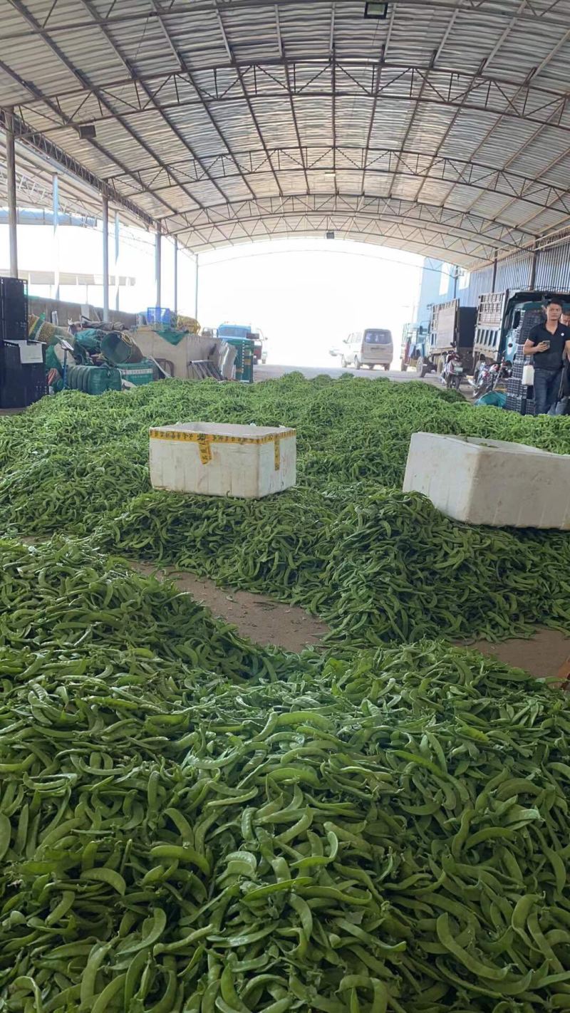 万亩荷兰豆产地直供，欢迎大家采购
