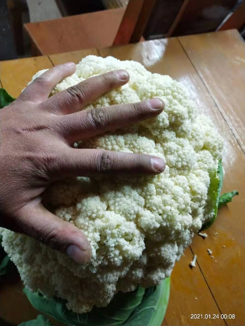 万亩松花（有机花），开园采收欢迎各位老板前来订购