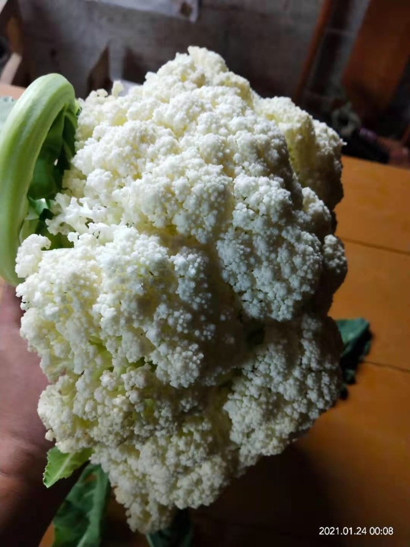 万亩松花（有机花），开园采收欢迎各位老板前来订购