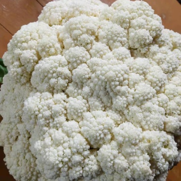 万亩松花（有机花），开园采收欢迎各位老板前来订购