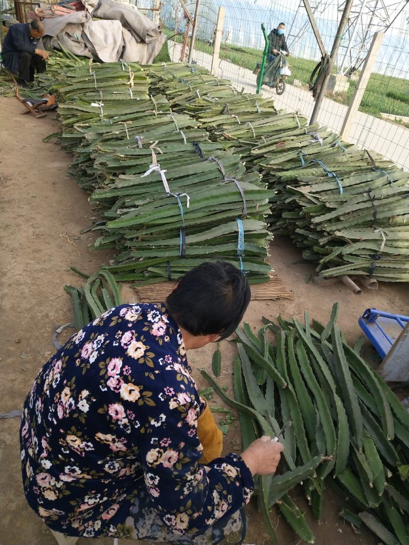 自粉高产红心火龙果苗，不需要人工授粉，个头大，产量高
