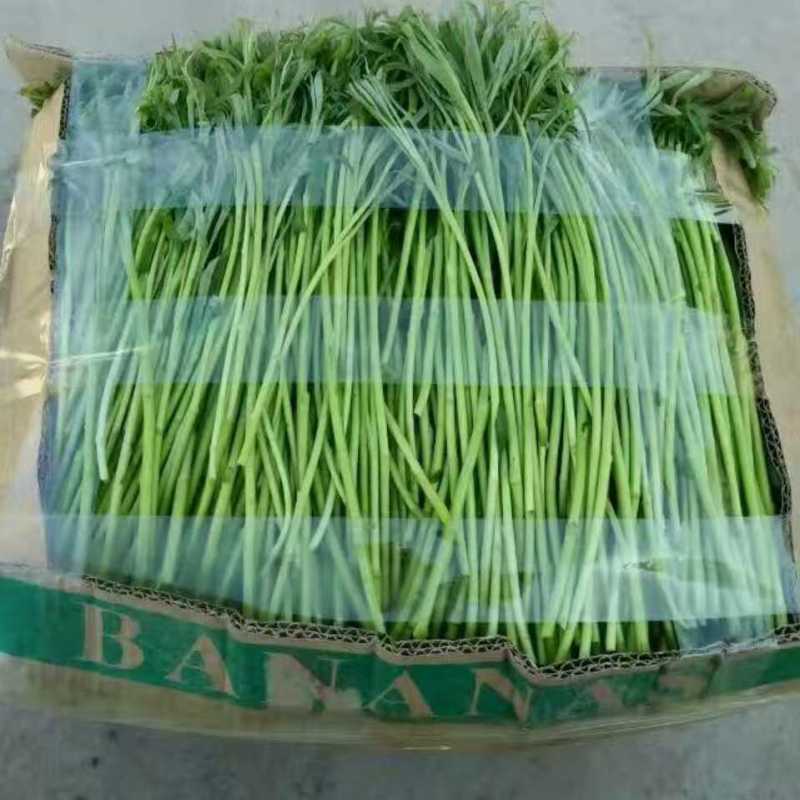 精品芦蒿，自产自销。篓蒿。水艾。农家种植。