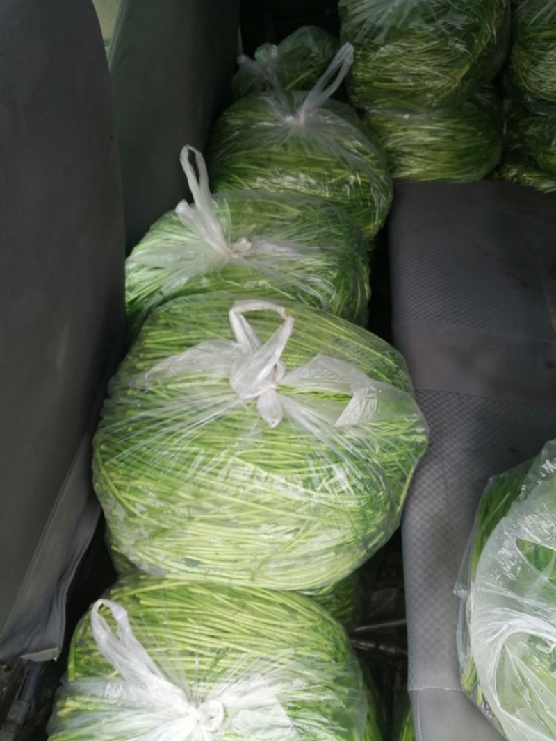 精品芦蒿，自产自销。篓蒿。水艾。农家种植。