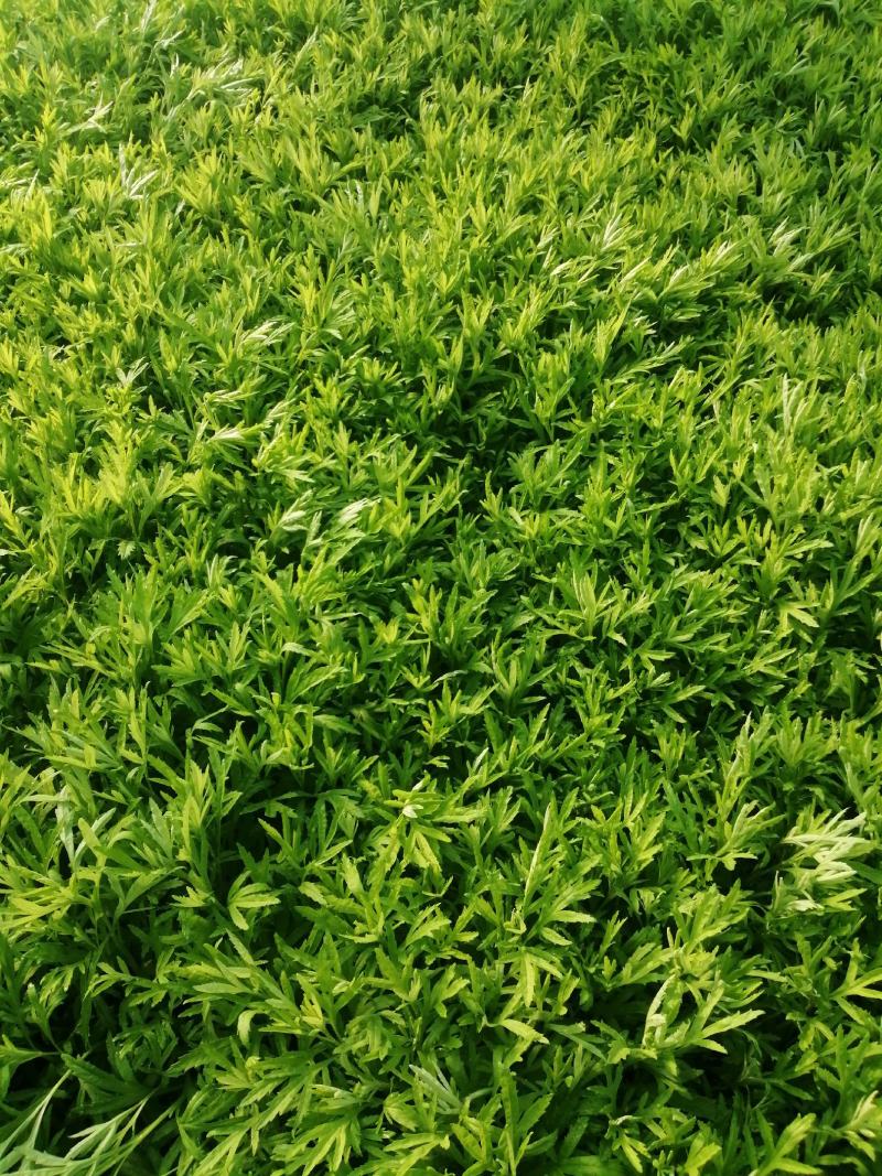精品芦蒿，自产自销。篓蒿。水艾。农家种植。