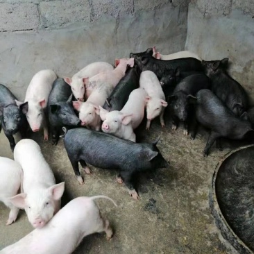 大量出售精品本地黑色的小仔猪，肉质好需要的客户联系我！！