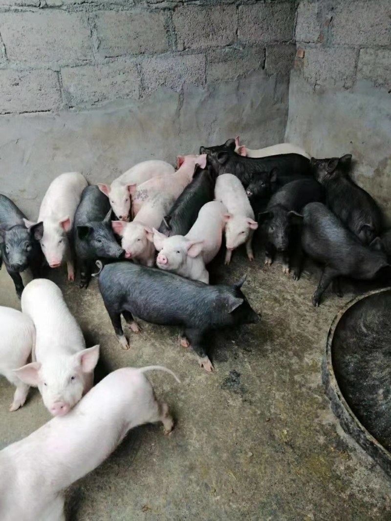 大量出售精品本地黑色的小仔猪，肉质好需要的客户联系我！！